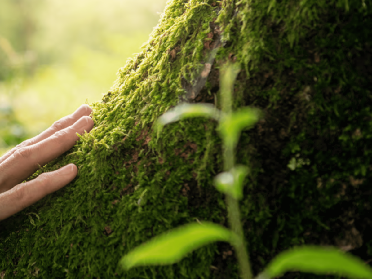 Grand Dossier Layman : les résultats des recherches environnementales du LIST pour un futur durable compilés pour le grand-public 